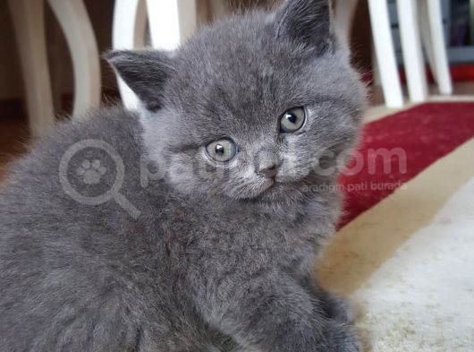Ankara İçi Kedi Sahiplendirme görsel