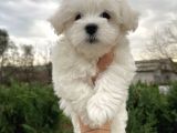 Show Kalite Maltese Terrier Yavrularımız