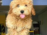 Orji̇nal Malti̇po