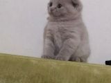 2 Aylık Gri Scottish Fold Yavrumuzu Sahiplendireceğiz