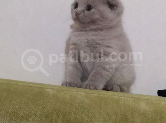 2 Aylık Gri Scottish Fold Yavrumuzu Sahiplendireceğiz
