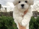 Show Kalite Maltese Terrier Yavrularımız