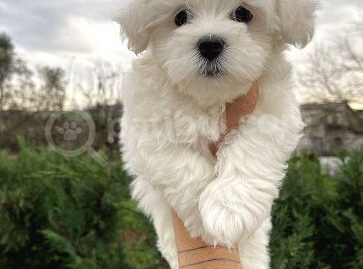 Show Kalite Maltese Terrier Yavrularımız görsel
