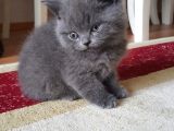 Ankara İçi Kedi Sahiplendirme