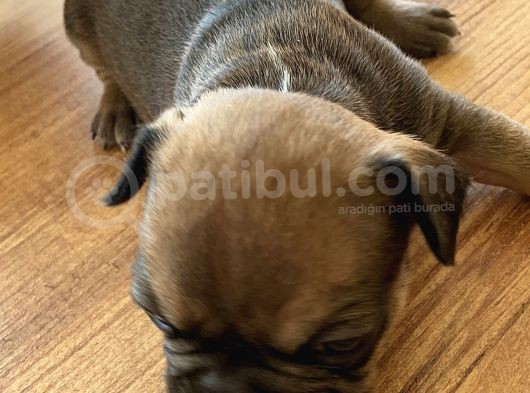 Fransız Buldog Yavruları görsel