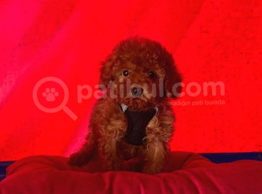 Safkan Toy Poodle Yavrularımız görsel