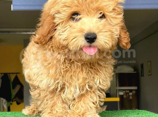 Orji̇nal Malti̇po görsel