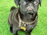 Safkan Pug Mops Yavrular