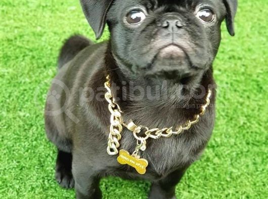 Safkan Pug Mops Yavrular görsel