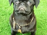 Safkan Pug Mops Yavrular