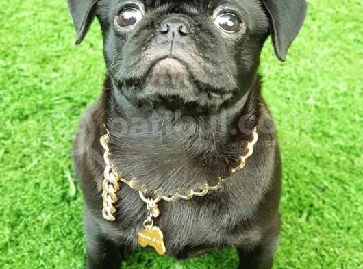 Safkan Pug Mops Yavrular görsel