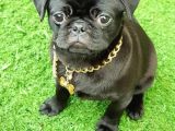 Safkan Pug Mops Yavrular