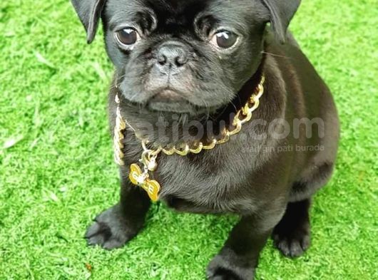 Safkan Pug Mops Yavrular