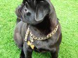 Safkan Pug Mops Yavrular