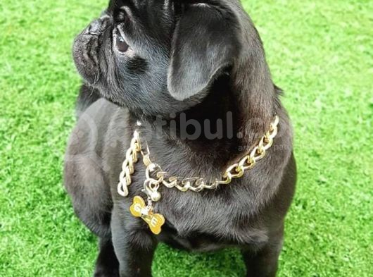 Safkan Pug Mops Yavrular görsel