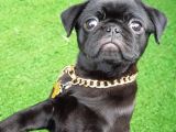 Safkan Pug Mops Yavrular