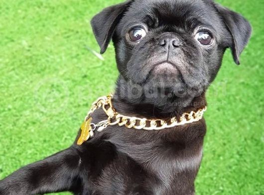 Safkan Pug Mops Yavrular görsel