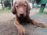 Sevimli Labrador Yavrularımız