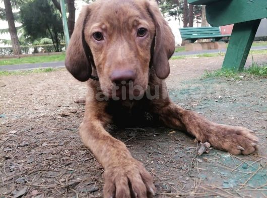 Sevimli Labrador Yavrularımız görsel