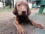Sevimli Labrador Yavrularımız