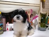 Sevimli Havanise Terrier Yavrularımız