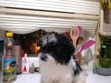 Sevimli Havanise Terrier Yavrularımız