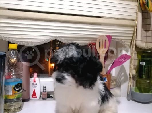Sevimli Havanise Terrier Yavrularımız görsel