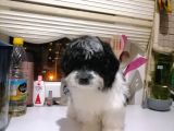Sevimli Havanise Terrier Yavrularımız