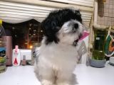 Sevimli Havanise Terrier Yavrularımız