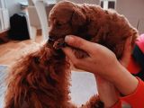 Full Karma aşılı Garantili Ev bakımı Toy Poodle