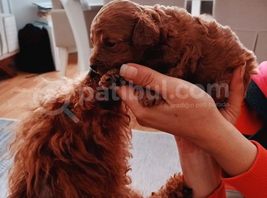 Full Karma Aşılı Garantili Ev Bakımı Toy Poodle