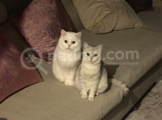 Anne Altindan Güzelli̇kler görsel