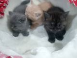 Sağlikli British Shorthair Yavrular 2 Di̇şi̇ 1 Erkek
