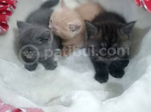 Sağlikli British Shorthair Yavrular 2 Di̇şi̇ 1 Erkek