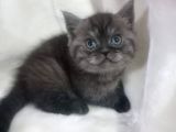 Sağlikli British Shorthair Yavrular 2 Di̇şi̇ 1 Erkek