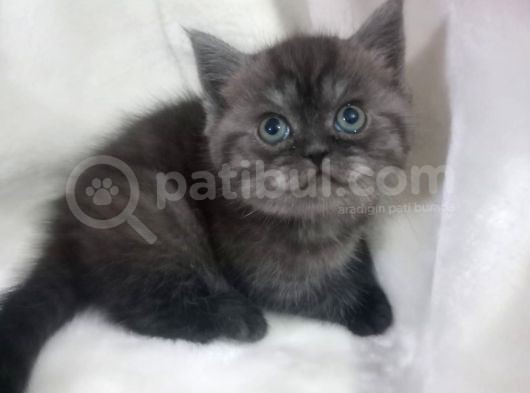 Sağlikli British Shorthair Yavrular 2 Di̇şi̇ 1 Erkek görsel