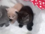 Sağlikli British Shorthair Yavrular 2 Di̇şi̇ 1 Erkek