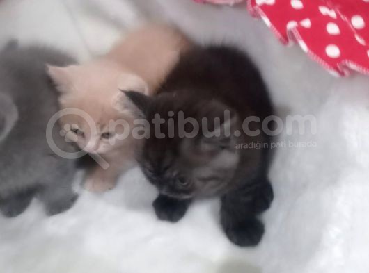 Sağlikli British Shorthair Yavrular 2 Di̇şi̇ 1 Erkek görsel