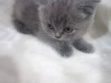 Sağlikli British Shorthair Yavrular 2 Di̇şi̇ 1 Erkek