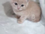 Sağlikli British Shorthair Yavrular 2 Di̇şi̇ 1 Erkek