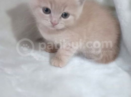 Sağlikli British Shorthair Yavrular 2 Di̇şi̇ 1 Erkek görsel