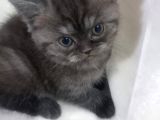 Sağlikli British Shorthair Yavrular 2 Di̇şi̇ 1 Erkek