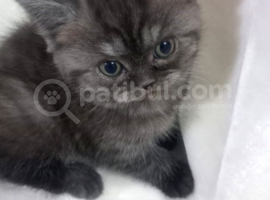 Sağlikli British Shorthair Yavrular 2 Di̇şi̇ 1 Erkek görsel