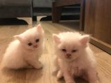 2 Aylik Eği̇ti̇mli̇ Chi̇nchi̇lla Kedi̇leri̇i̇mm