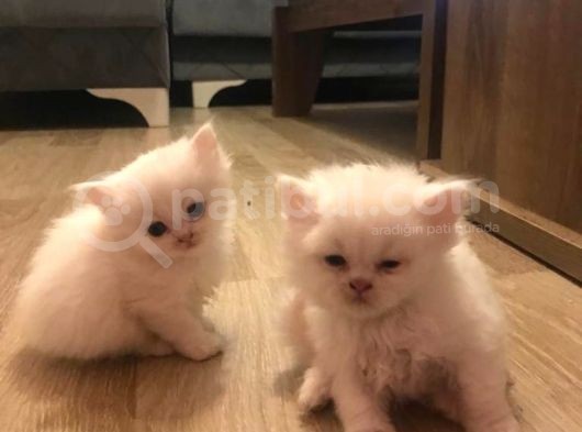 2 Aylik Eği̇ti̇mli̇ Chi̇nchi̇lla Kedi̇leri̇i̇mm görsel