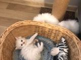 2 Aylik Eği̇ti̇mli̇ Chi̇nchi̇lla Kedi̇leri̇i̇mm