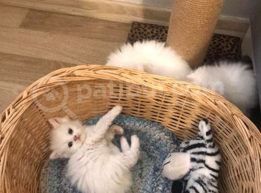 2 Aylik Eği̇ti̇mli̇ Chi̇nchi̇lla Kedi̇leri̇i̇mm görsel