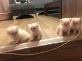 2 Aylik Eği̇ti̇mli̇ Chi̇nchi̇lla Kedi̇leri̇i̇mm