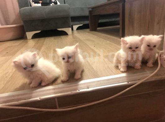 2 Aylik Eği̇ti̇mli̇ Chi̇nchi̇lla Kedi̇leri̇i̇mm görsel