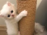 2 Aylik Eği̇ti̇mli̇ Chi̇nchi̇lla Kedi̇leri̇i̇mm